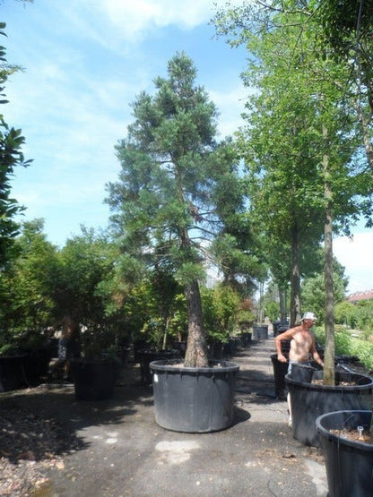  Mammoetboom (Sequoiadendron Giganteum)