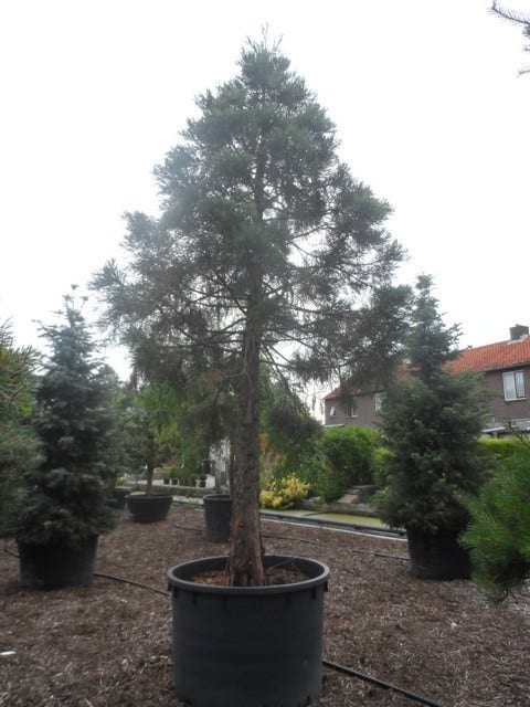  Mammoetboom (Sequoiadendron Giganteum)