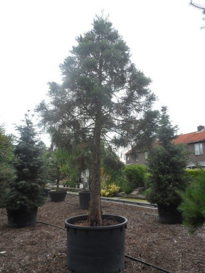  Mammoetboom (Sequoiadendron Giganteum)