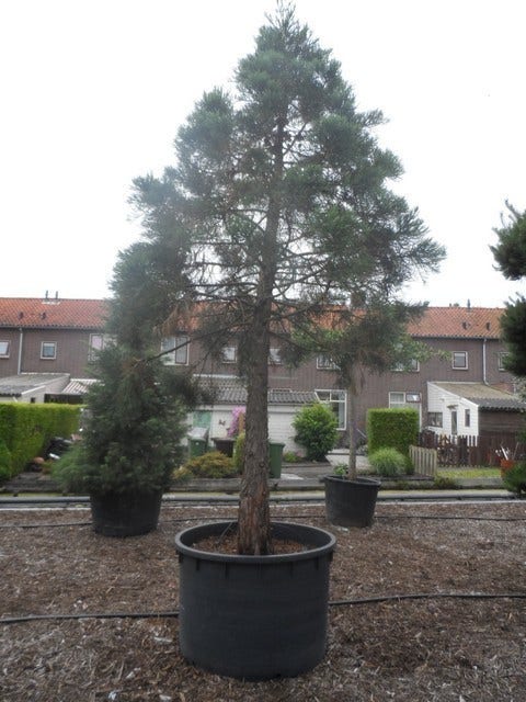  Mammoetboom (Sequoiadendron Giganteum)