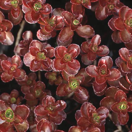  Vetkruid (Sedum Spurium 'Schorbuser Blut')