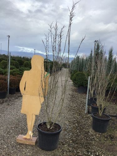  Chinese Judasboom (Cercis Chinensis 'Shirobana')