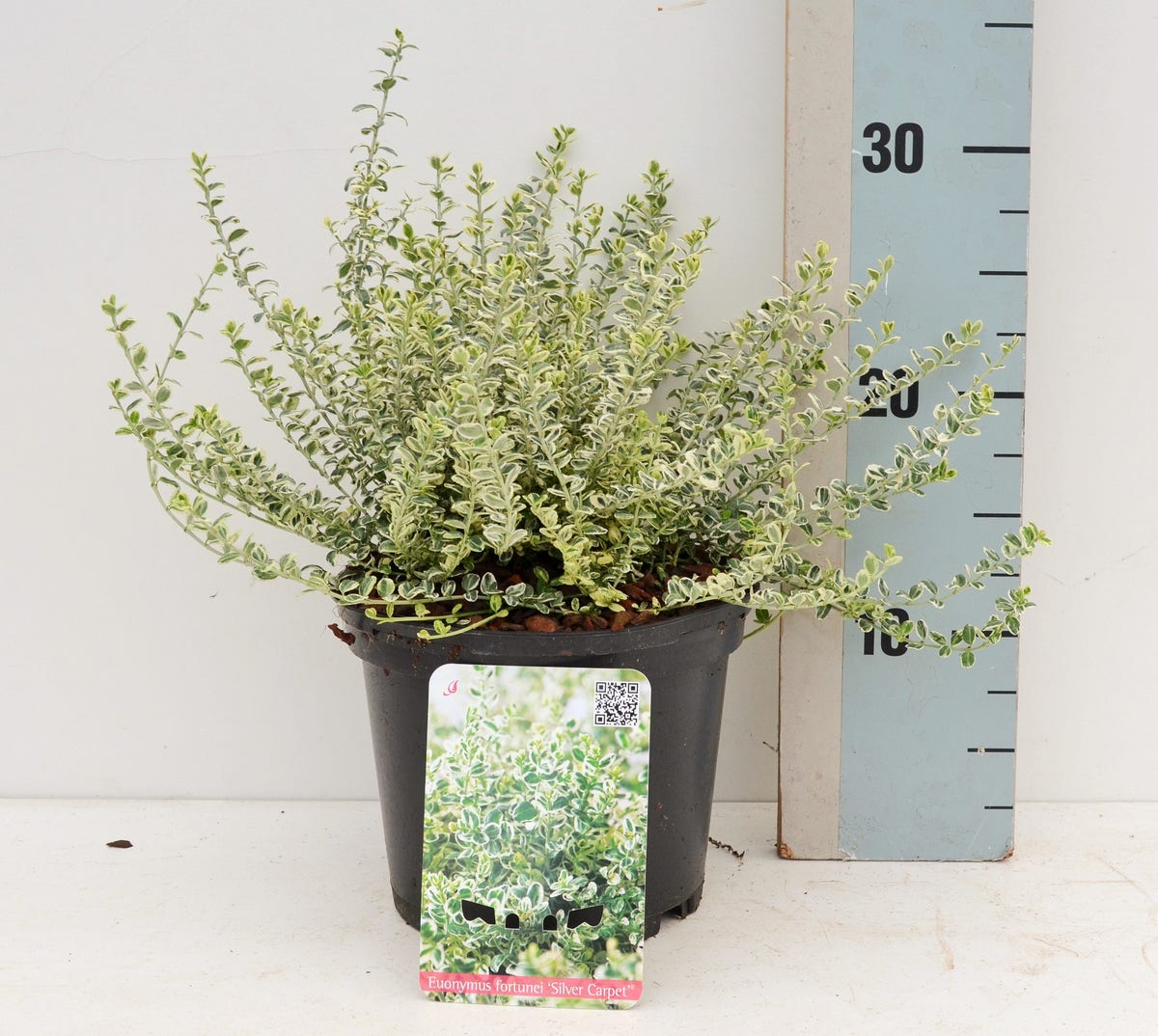  Kardinaalsmuts (Euonymus Fortunei 'Silver Carpet')
