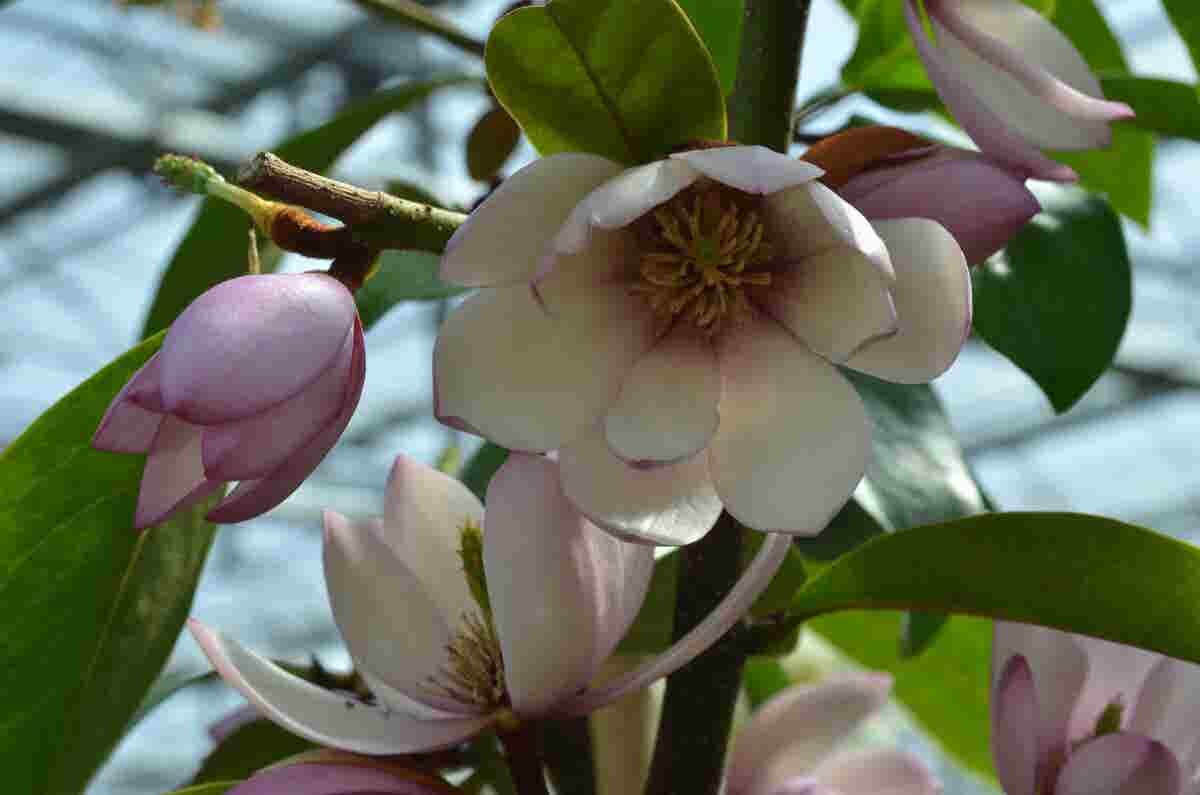  Specerijstruik (Sinocalycanthus Chinensis)