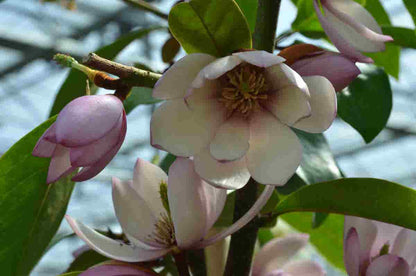 Specerijstruik (Sinocalycanthus Chinensis)