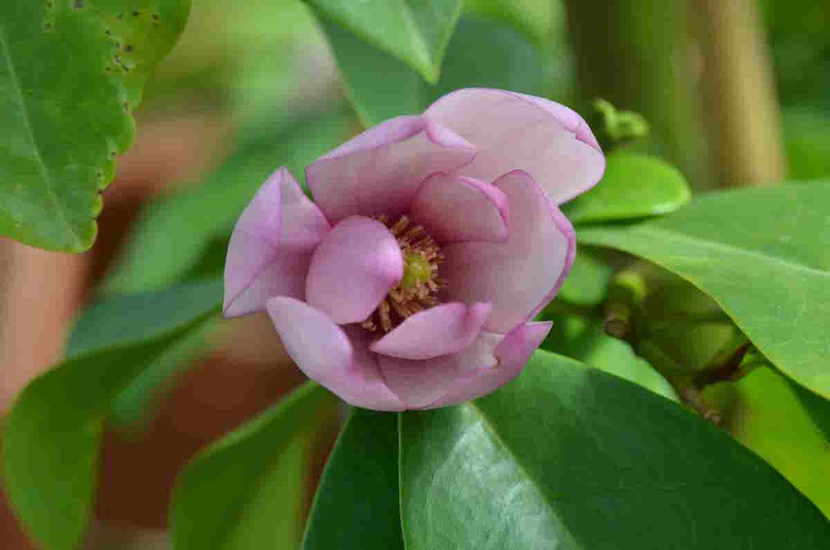  Specerijstruik (Sinocalycanthus Chinensis)