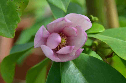  Specerijstruik (Sinocalycanthus Chinensis)