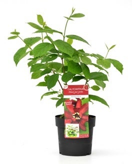  Specerijstruik (Sinocalycanthus Chinensis 'Hartlage Wine')