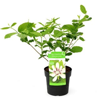  Sinocalycanthus 'Venus'