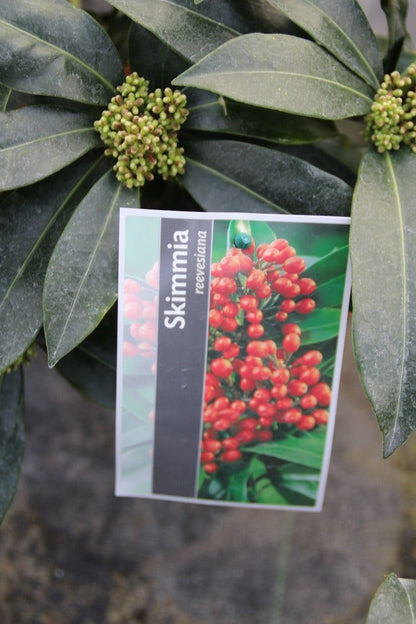  Skimmia (Skimmia Reevesiana)
