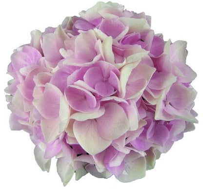  Hortensia Soft Pink Salsa (Hydrangea 'Music Collection')