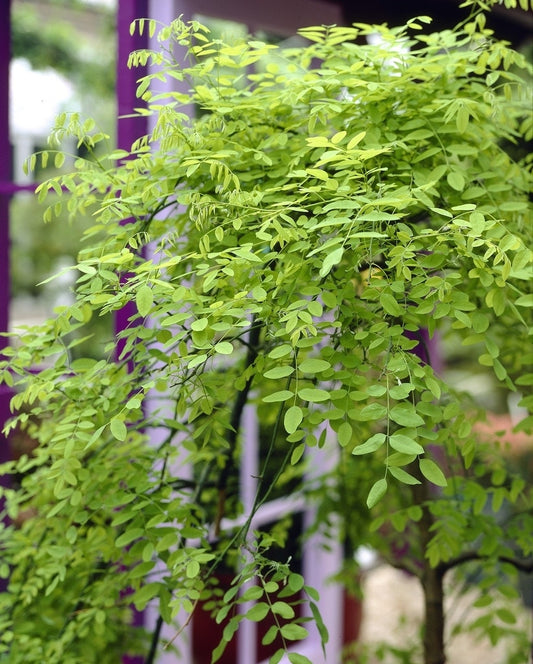  Honingboom (Sophora Japonica 'Pendula')