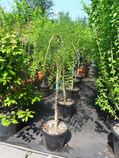  Honingboom Op Stam (Sophora Japonica 'Pendula')