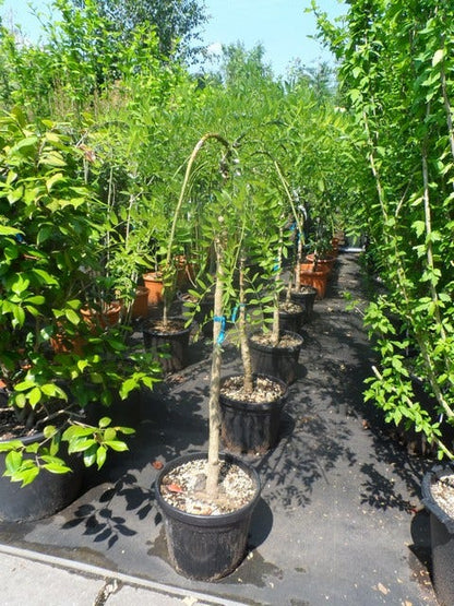 Honingboom Op Stam (Sophora Japonica 'Pendula')