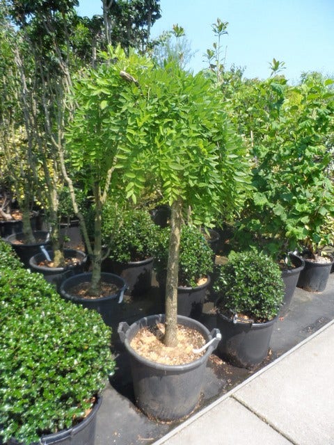  Honingboom Op Stam (Sophora Japonica 'Pendula')