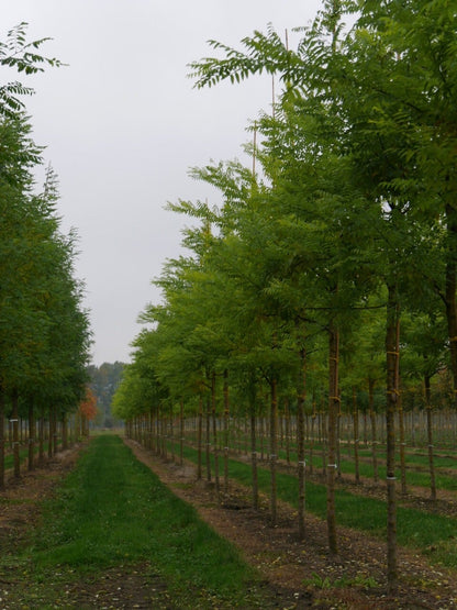  Grote Honingboom (Sophora Japonica 'Regent')