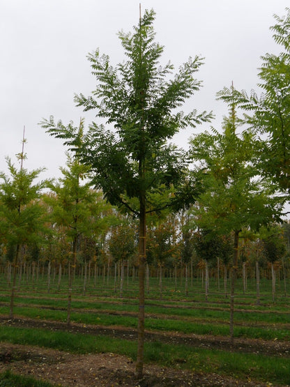  Grote Honingboom (Sophora Japonica 'Regent')