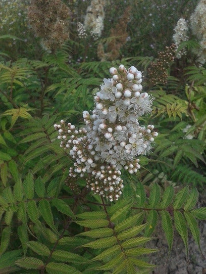  Lijsterbesspirea (Sorbaria Sorbifolia 'Sem')