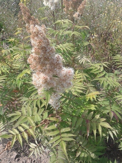  Lijsterbesspirea (Sorbaria Sorbifolia 'Sem')