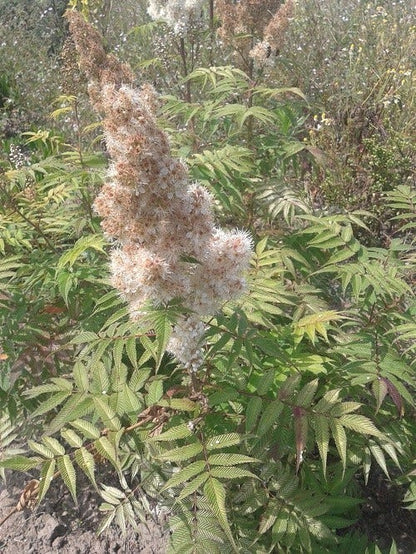  Lijsterbesspirea (Sorbaria Sorbifolia 'Sem')