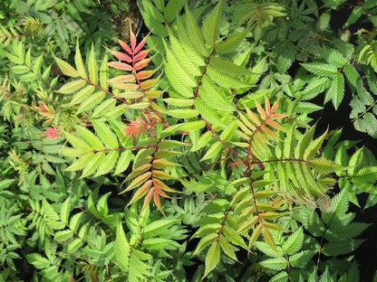  Lijsterbesspirea (Sorbaria Sorbifolia 'Sem')