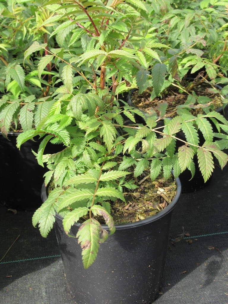  Lijsterbesspirea (Sorbaria Sorbifolia 'Sem')