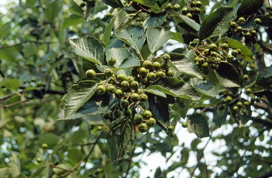  Gewone Meelbes (Sorbus Aria)