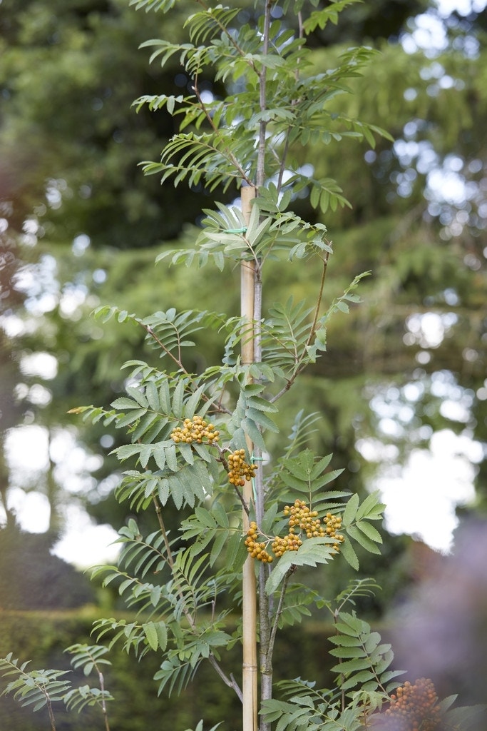  Gewone Lijsterbes (Sorbus Aucuparia)