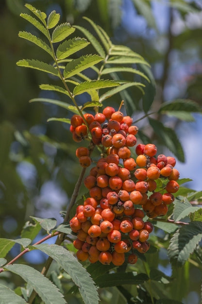  Lijsterbes (Sorbus Aucuparia 'Edulis')