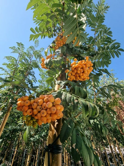 Gewone Lijsterbes (Sorbus Aucuparia)