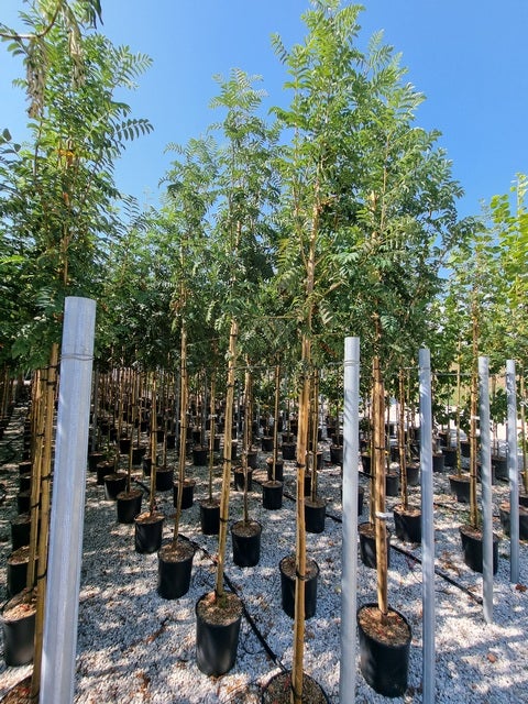  Gewone Lijsterbes (Sorbus Aucuparia)