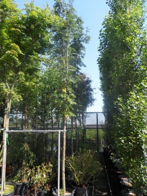  Lijsterbes (Sorbus Aucuparia 'Edulis')