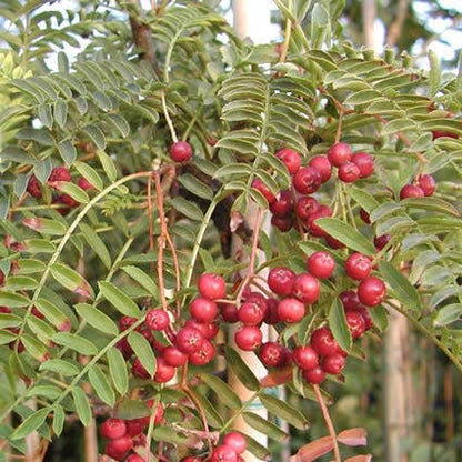  Chinese Lijsterbes (Sorbus Vilmorinii)