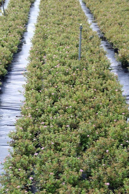  Spierstruik (Spiraea Japonica 'Little Princess')