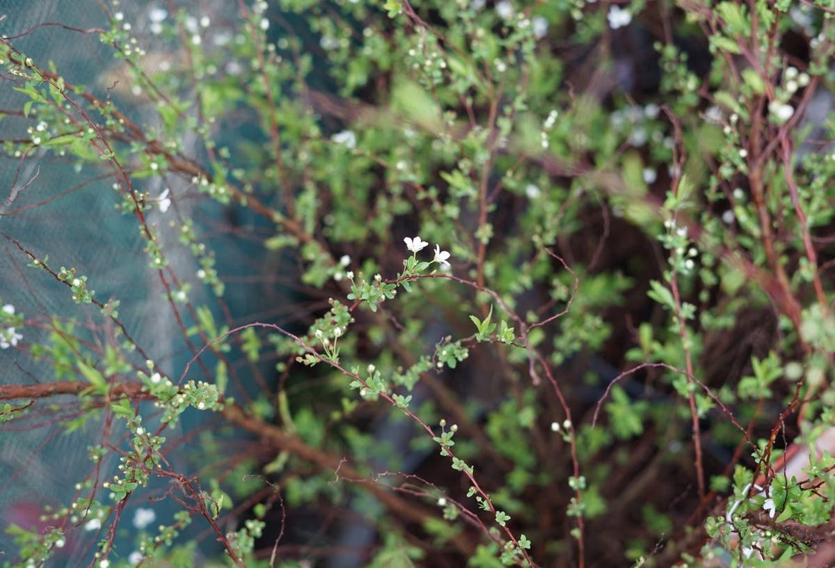 Spierstruik (Spiraea Thunbergii)