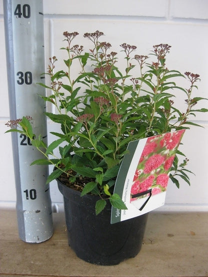  Spierstruik (Spiraea Japonica 'Anthony Waterer')