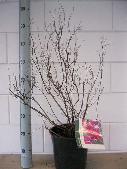  Spierstruik (Spiraea Japonica 'Anthony Waterer')