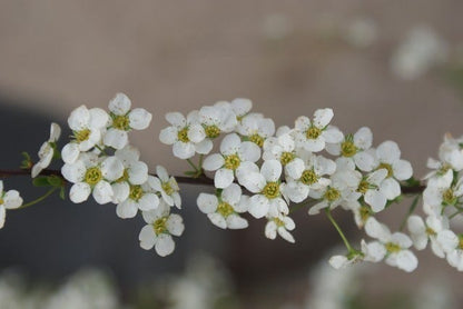  Spierstruik (Spiraea Arguta)