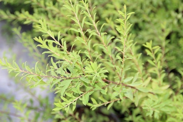  Spierstruik (Spiraea Arguta)
