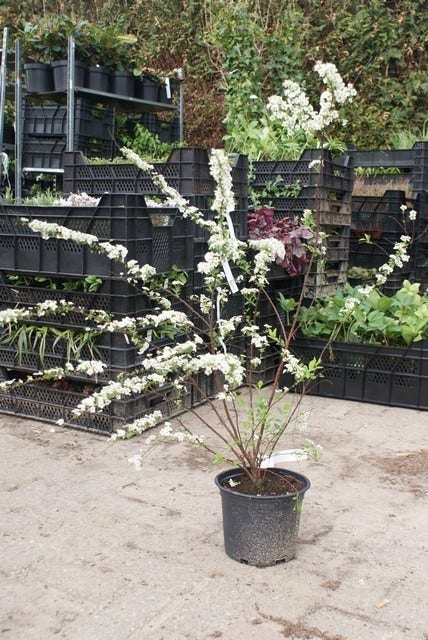  Spierstruik (Spiraea Arguta)