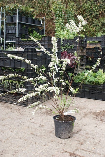  Spierstruik (Spiraea Arguta)