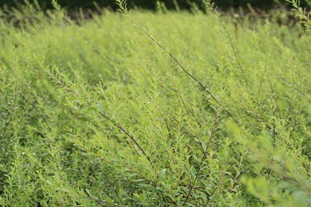  Spierstruik (Spiraea Arguta)