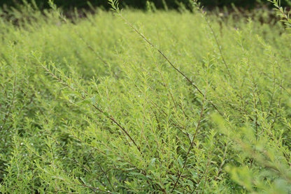  Spierstruik (Spiraea Arguta)
