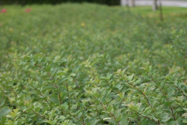  Spierstruik (Spiraea Betulifolia 'Tor')