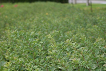  Spierstruik (Spiraea Betulifolia 'Tor')