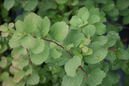  Spierstruik (Spiraea Betulifolia 'Tor')