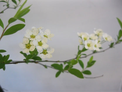  Spierstruik (Spiraea Cinerea 'Grefsheim')
