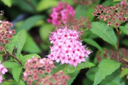  Spierstruik (Spiraea Japonica 'Anthony Waterer')