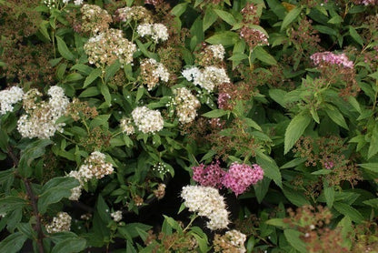  Spierstruik (Spiraea Japonica 'Genpei' (Shirobana))