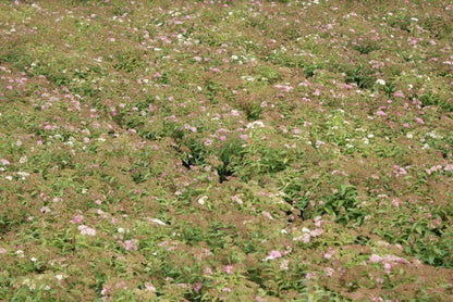  Spierstruik (Spiraea Japonica 'Genpei' (Shirobana))
